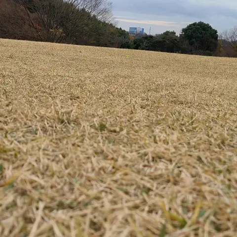 #芝生  #大学散策