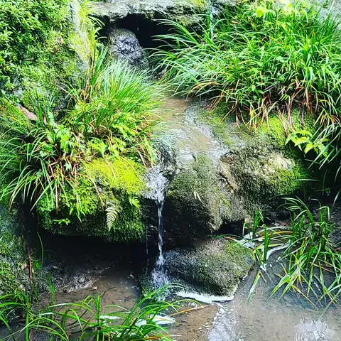#あじさい巡り  #紫陽花旅