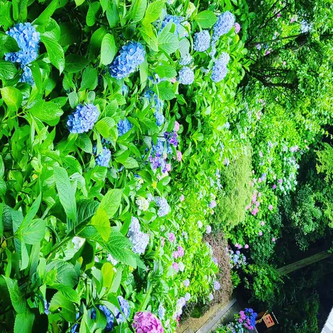 #あじさい巡り  #紫陽花旅