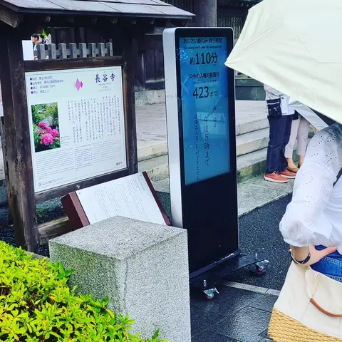 #あじさい巡り  #紫陽花旅