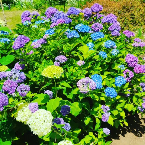 2023年6月5日 京成バラ園 Part5