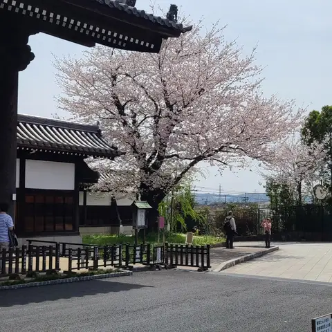 桜と寺