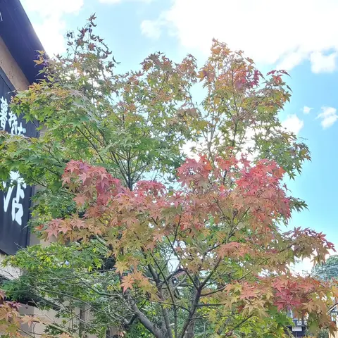 箱根湯本駅周辺散策