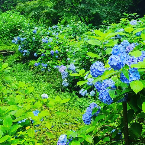 #あじさい巡り  #紫陽花旅