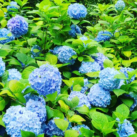 #あじさい巡り  #紫陽花旅